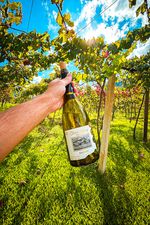 Vinho-Branco-Reserva-Chardonnay-Vinicola-Jolimont